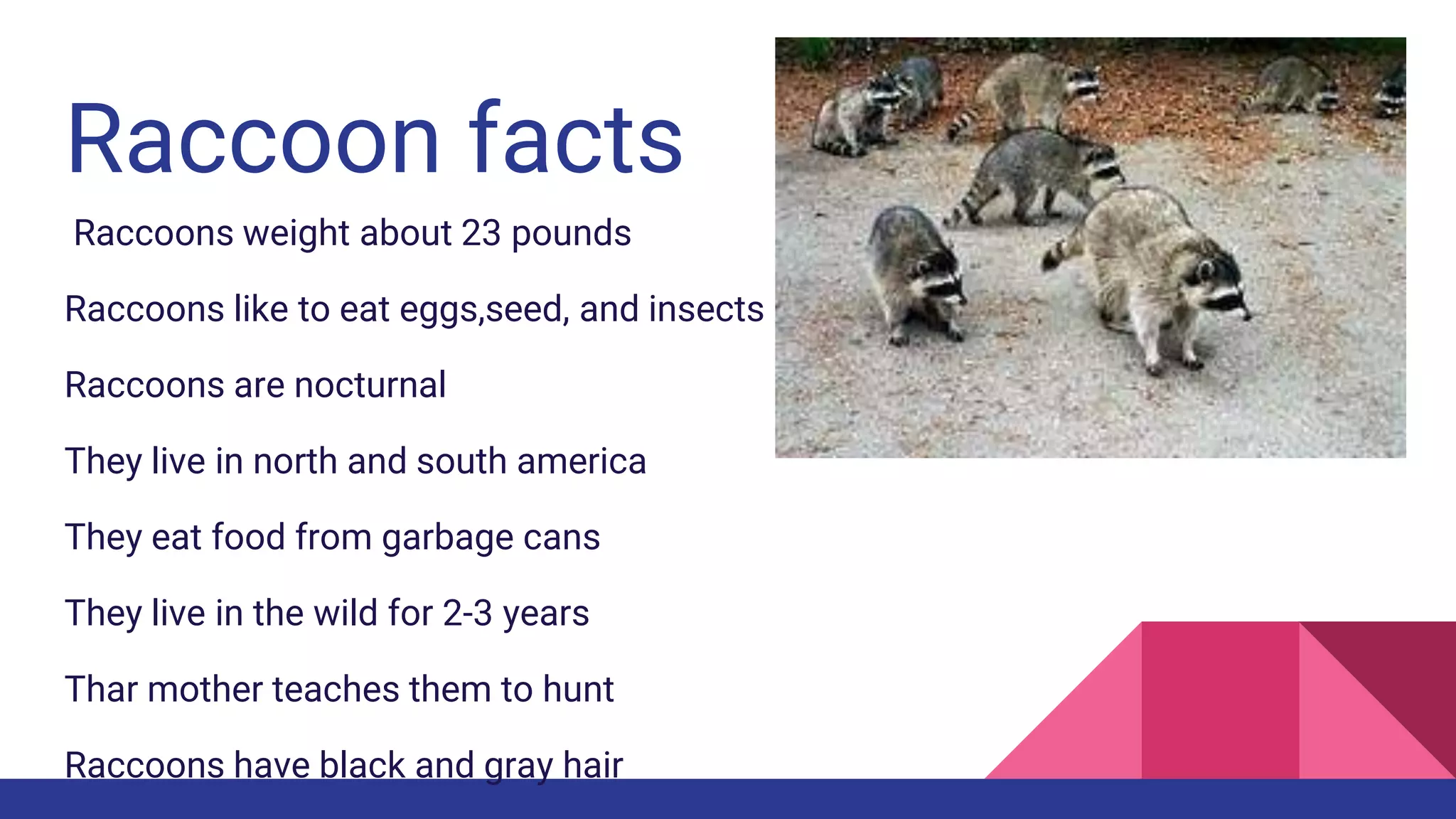 Panda Vs Racoon Who would win red panda vs. raccoons | PPTX