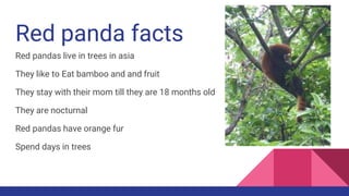 Panda Vs Racoon Who would win red panda vs. raccoons | PPTX