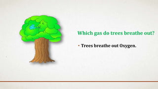 • Trees breathe out Oxygen.
Which gas do trees breathe out?
 