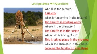 Who is in the picture?
A Giraffe
What is happening in the picture?
The Giraffe is drinking water
Where is the charácter?
The Giraffe is in the jungle
When is this taking place?
This is taking place in the morning
Why is the charácter in this place?
Because the Giraffe is living there
Let's practice WH Questions
 