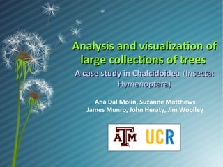Analysis and visualization of
large collections of trees
A case study in Chalcidoidea (Insecta:
Hymenoptera)
Ana Dal Molin, Suzanne Matthews
James Munro, John Heraty, Jim Woolley

 