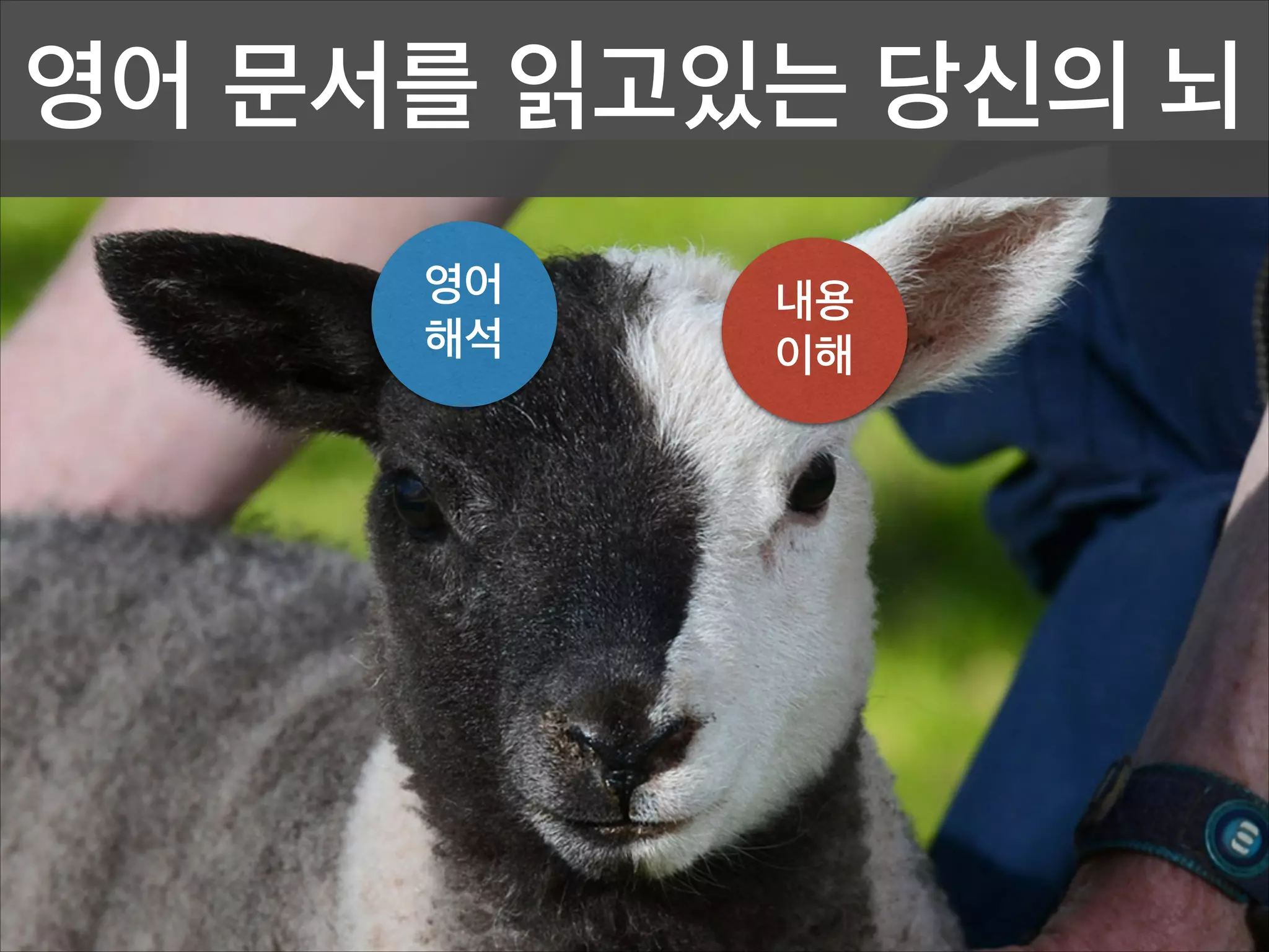 영어 문서를 읽고있는 당신의 뇌
영어
해석

내용
이해

 