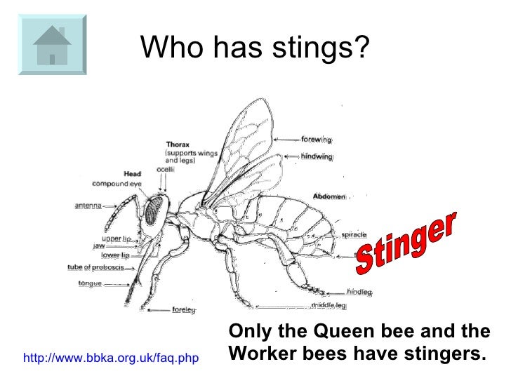 Why Do Bees Sting