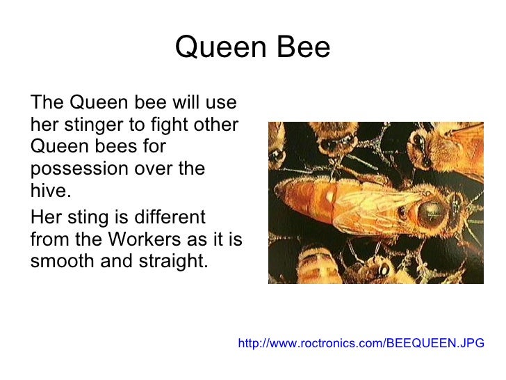 Why Do Bees Sting Why Do Bees Sting