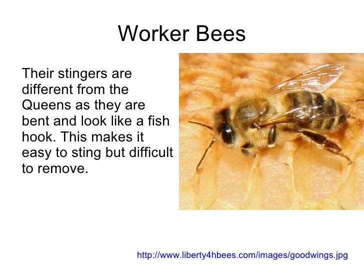 Why Do Bees Sting