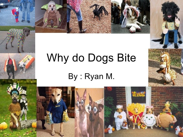 Why Do Dogs Bite