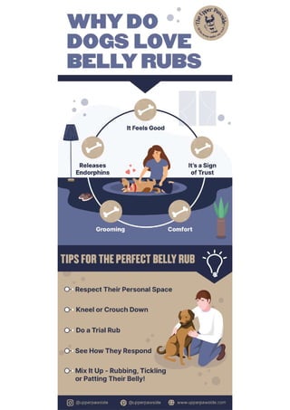 Why do dogs like belly rubs
