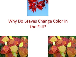 Why Do Leaves Change Color in
the Fall?
 