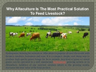 Why Alfaculture Is The Most Practical Solution
To Feed Livestock?
Hydroponics farming for animals or Alfaculture is popular all over the world with
farmers, ranchers, horsemen and zoos. It is a compact, simple, and cheap way to
produce high quality green forage for farm animals. Any kind of grass or cereal
grains can be sprouted in a well maintained hydroponic growing system or in
Alfaculture. Addition of any nutrient solution which is the growing media,
increases the food value of the final product.
 