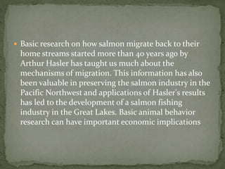  Basic research on how salmon migrate back to their
home streams started more than 40 years ago by
Arthur Hasler has taught us much about the
mechanisms of migration. This information has also
been valuable in preserving the salmon industry in the
Pacific Northwest and applications of Hasler's results
has led to the development of a salmon fishing
industry in the Great Lakes. Basic animal behavior
research can have important economic implications
 