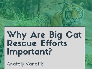 Anatoly Vanetik
Why Are Big Cat
Rescue Efforts
Important?
 