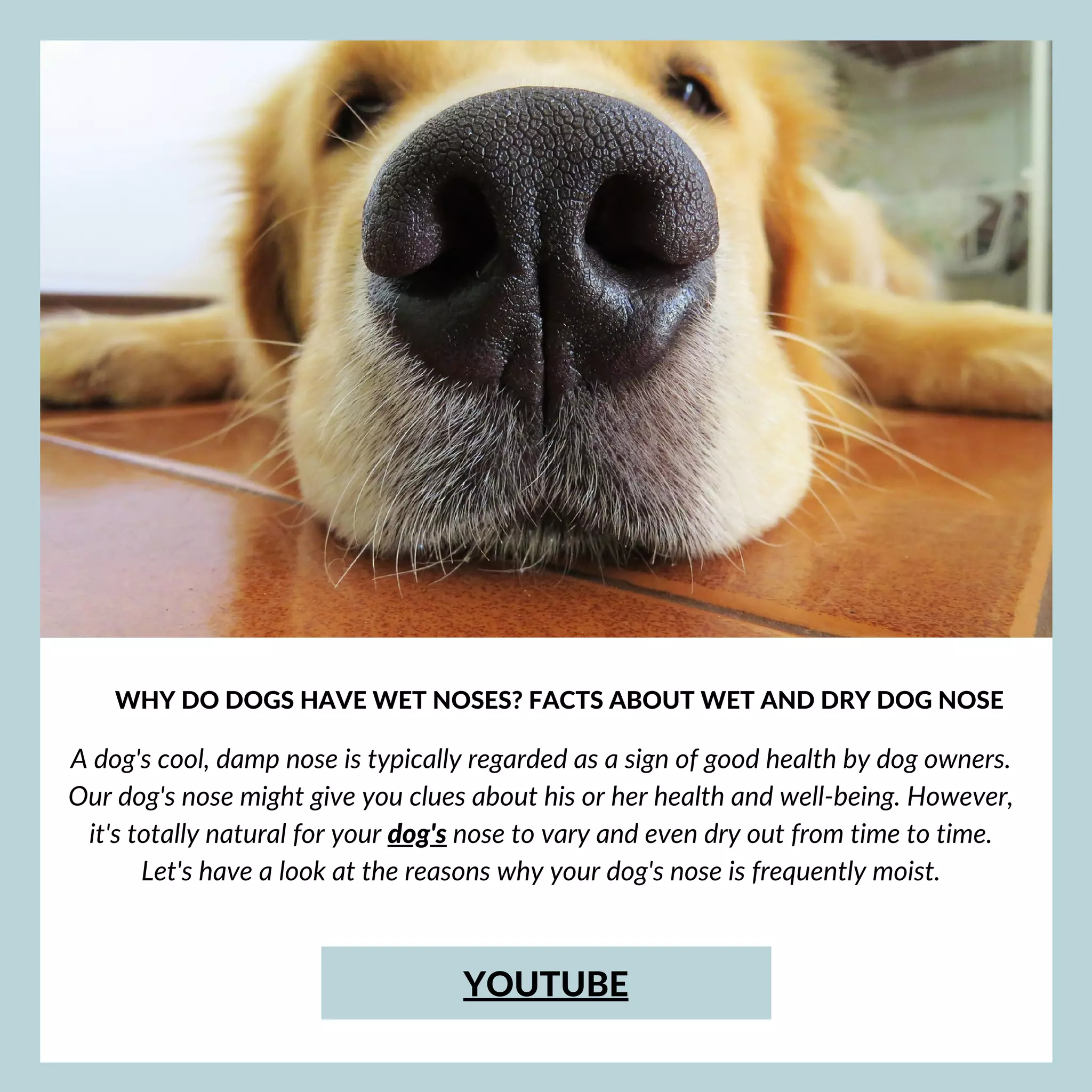 Why are dogs’ noses wet PDF