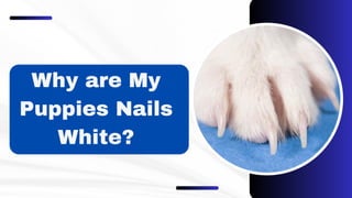 Why are My
Puppies Nails
White?
 