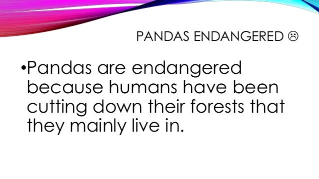 Why are pandas endangered?