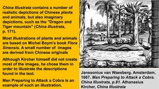 China Illustrata contains a number of
realistic depictions of Chinese plants
and animals, but also imaginary
depictions, such as the "Dragon and
Tiger mountain" (China Illustrata,
p. 171).
Most illustrations of plants and animals
are based on Michel Boym's book Flora
Sinensis. A small number of images
are derived from Chinese originals
Although Kircher himself did not create
most of the images, he chose them in
order to illustrate the descriptions
found in the text.
Man Preparing to Attack a Cobra is an
example of such an illustration.
Janssonius van Waesberg. Amsterdam,
1667. Man Preparing to Attack a Cobra.
China Illustrata, p.81. Athanasius
Kircher, China Illustrata
 