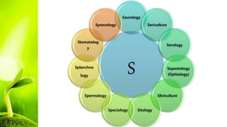 S
Saurology
Sericulture
Serology
Sepentology
(Ophiology)
Silviculture
Sitology
Speciology
Spermology
Splanchno
logy
Stomatolog
y
Synecology
 