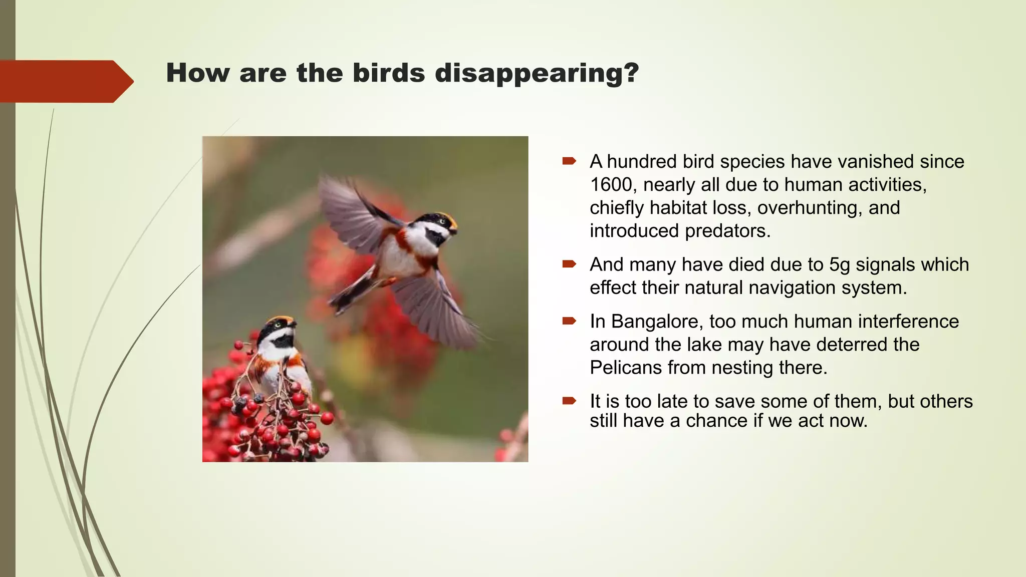 The Economic Ledger: Who Loses When Birds Disappear? The Economic Ledger: Who Loses When Birds Disappear?