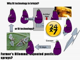 Why bt brinjal? | PPS