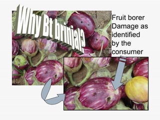 Fruit borer  Damage as  identified  by the  consumer 