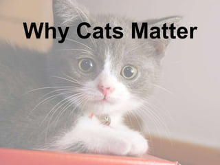 Why Cats Matter 
 