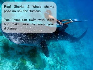 Reef Sharks & Whale sharks
pose no risk for Humans
Yes , you can swim with them
but make sure to keep your
distance
 