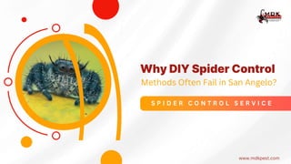 Why DIY Spider Control
Methods Often Fail in San Angelo?
S P I D E R C O N T R O L S E R V I C E
www.mdkpest.com
 