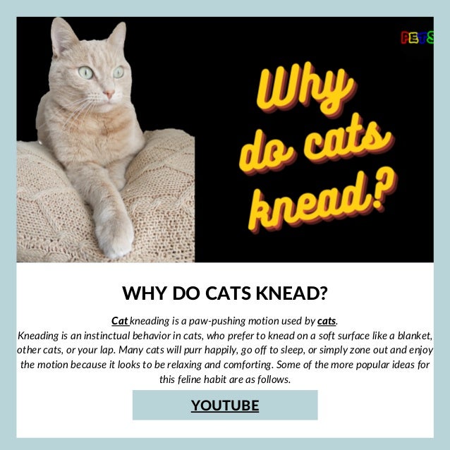 WHY DO CATS KNEAD?


Cat kneading is a paw-pushing motion used by cats.
Kneading is an instinctual behavior in cats, who prefer to knead on a soft surface like a blanket,
other cats, or your lap. Many cats will purr happily, go off to sleep, or simply zone out and enjoy
the motion because it looks to be relaxing and comforting. Some of the more popular ideas for
this feline habit are as follows.


YOUTUBE
 