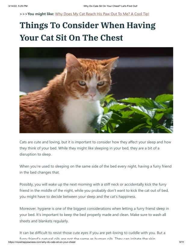 why-do-cats-sit-on-your-chest-lets-find-out-pdf