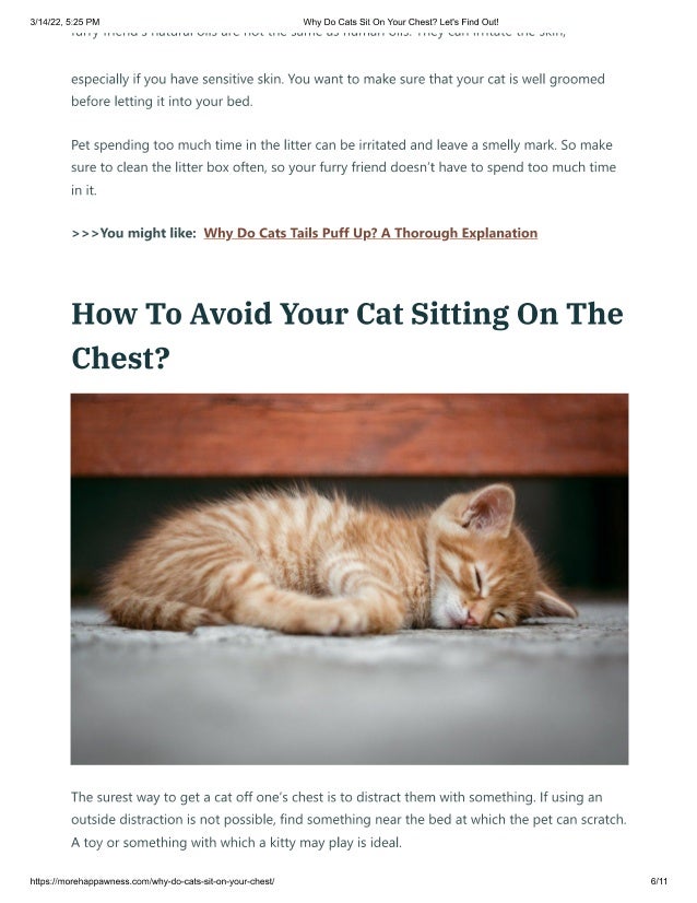 why-do-cats-sit-on-your-chest-lets-find-out-pdf
