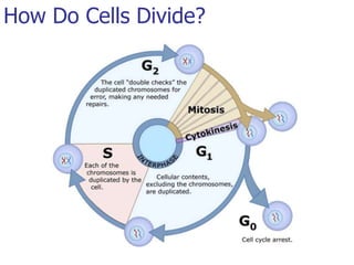 How Do Cells Divide?
