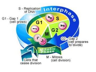 Why do Cells Divide?