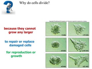 Why do cells divide?because they cannot grow any largerto repair or replace damaged cellsfor reproduction or growth