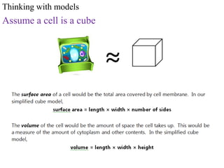Thinking with modelsAssume a cell is a cube