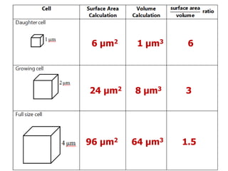 6 μm21 μm3624 μm28 μm3396 μm264 μm31.5