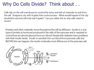 Why Do Cells Divide? Think about . .