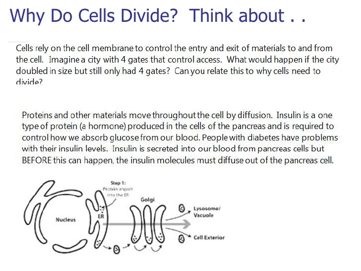 why do cells divide