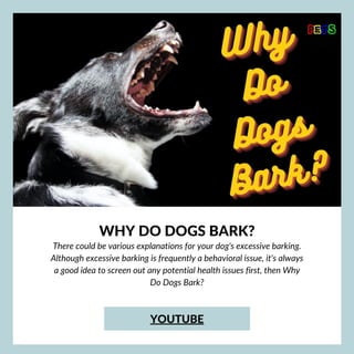 WHY DO DOGS BARK?


There could be various explanations for your dog's excessive barking.
Although excessive barking is frequently a behavioral issue, it's always
a good idea to screen out any potential health issues first, then Why
Do Dogs Bark?


YOUTUBE
 