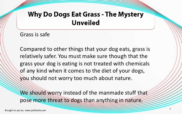 Dog Not Eating Food Only Grass Dog Not Eating Food Only Grass