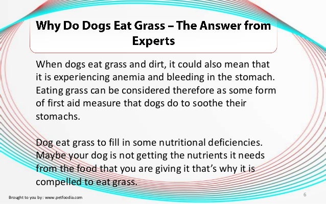 Why Do Dogs Eat Grass The Answer From Experts