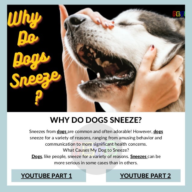 WHY DO DOGS SNEEZE?
YOUTUBE PART 2
YOUTUBE PART 1
Sneezes from dogs are common and often adorable! However, dogs
sneeze for a variety of reasons, ranging from amusing behavior and
communication to more significant health concerns.
What Causes My Dog to Sneeze?
Dogs, like people, sneeze for a variety of reasons. Sneezes can be
more serious in some cases than in others.


 