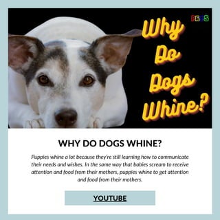 WHY DO DOGS WHINE?


Puppies whine a lot because they're still learning how to communicate
their needs and wishes. In the same way that babies scream to receive
attention and food from their mothers, puppies whine to get attention
and food from their mothers.


YOUTUBE
 