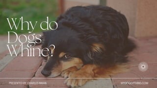 Whydo
Dogs
Whine?
MYDOGGYTHING.COM
PRESENTED BY CHARLES NWAN
 