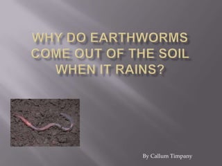 Why do earthworms come out of the soil when it rains? By Callum Timpany 