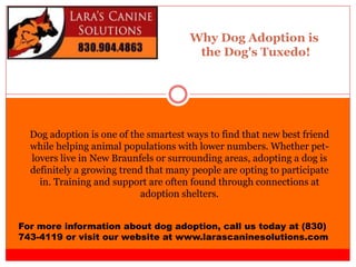 Why Dog Adoption is
the Dog's Tuxedo!
For more information about dog adoption, call us today at (830)
743-4119 or visit our website at www.larascaninesolutions.com
Dog adoption is one of the smartest ways to find that new best friend
while helping animal populations with lower numbers. Whether pet-
lovers live in New Braunfels or surrounding areas, adopting a dog is
definitely a growing trend that many people are opting to participate
in. Training and support are often found through connections at
adoption shelters.
 