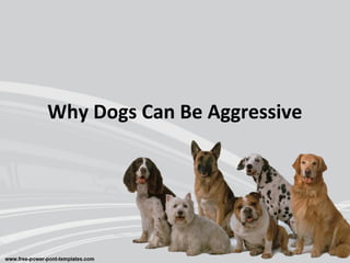 Why Dogs Can Be Aggressive
 
