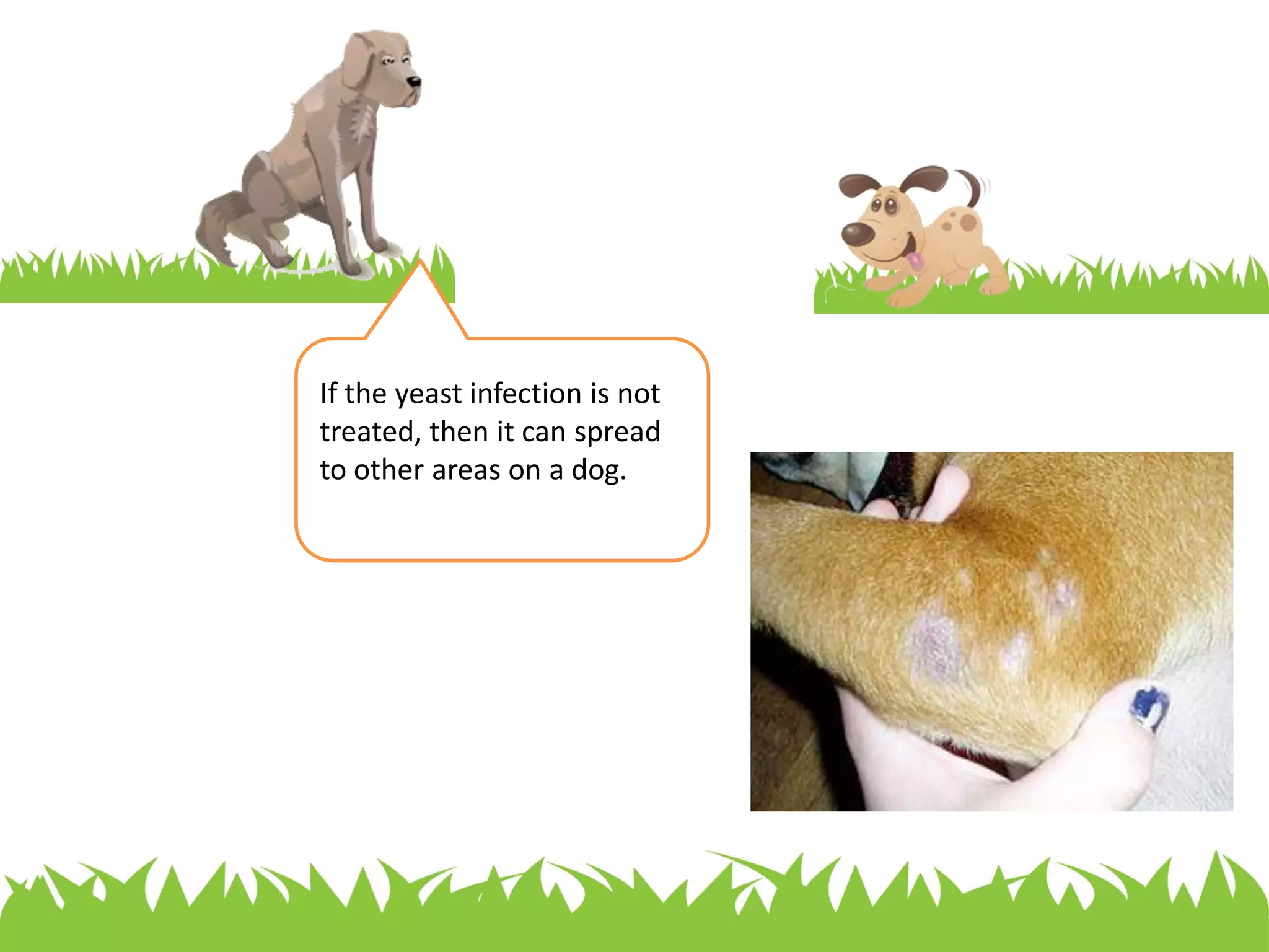 Why Does My Dog Chew On His Feet