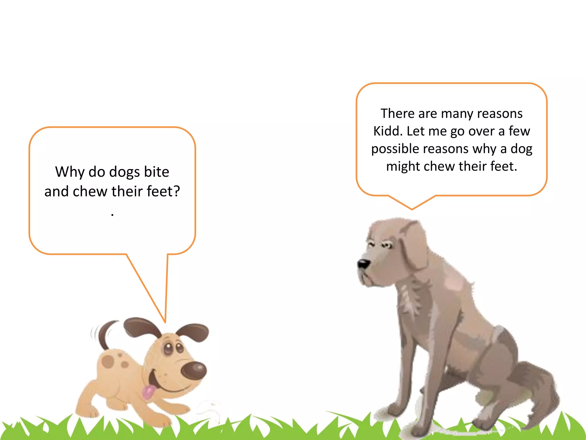 Why Does My Dog Chew On His Feet