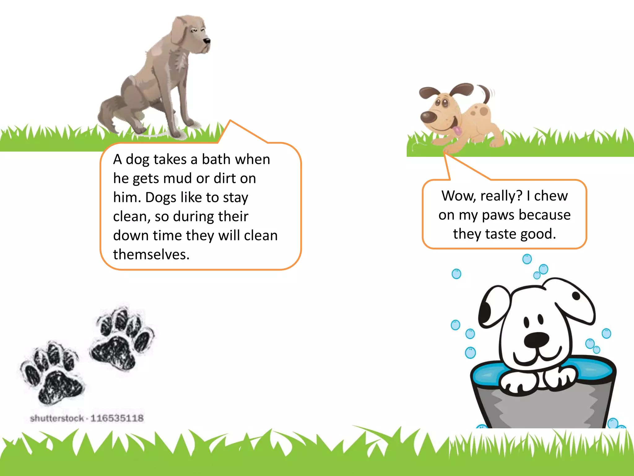 Why Does My Dog Chew On His Feet