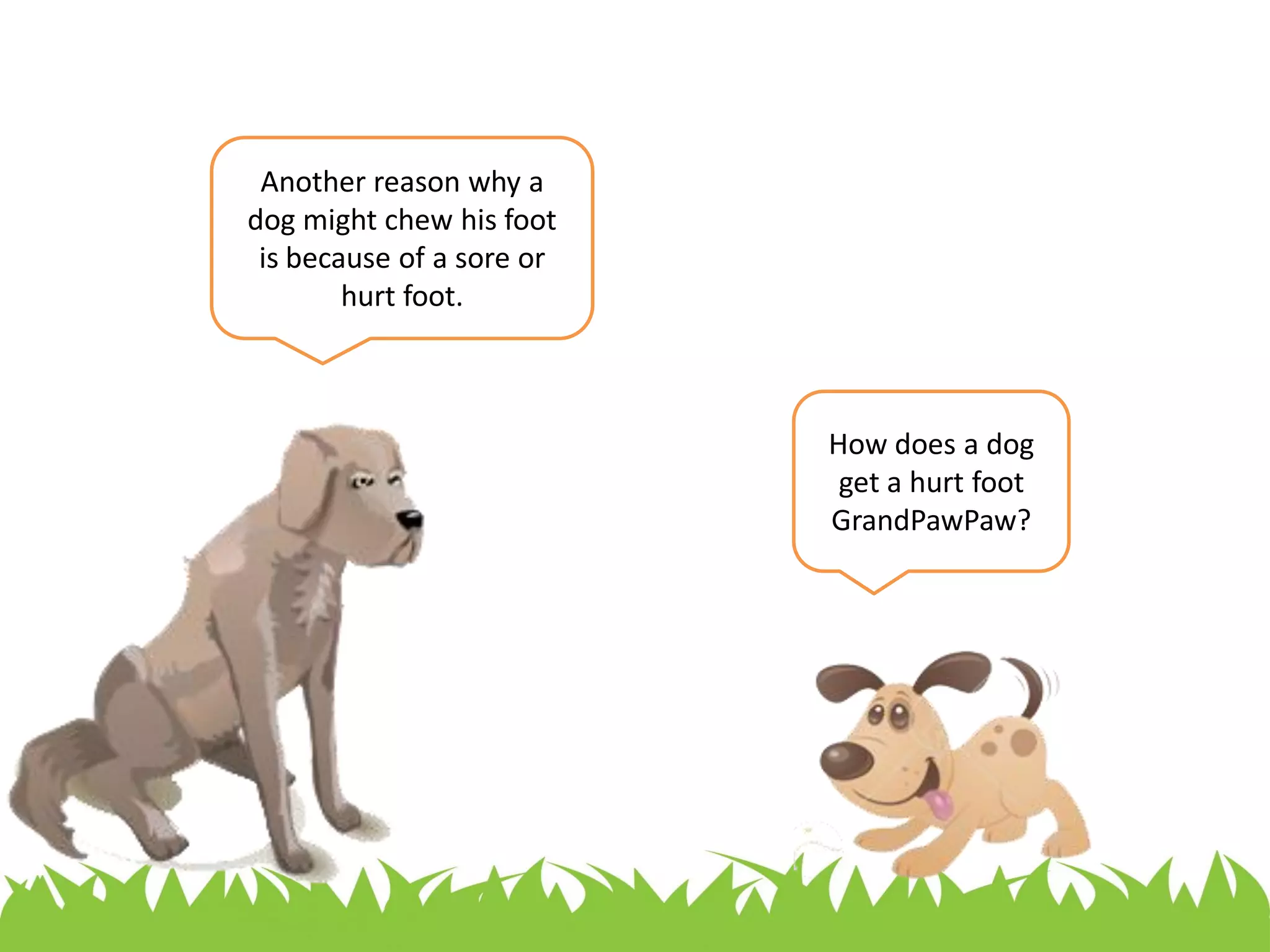 Why Does My Dog Chew On His Feet