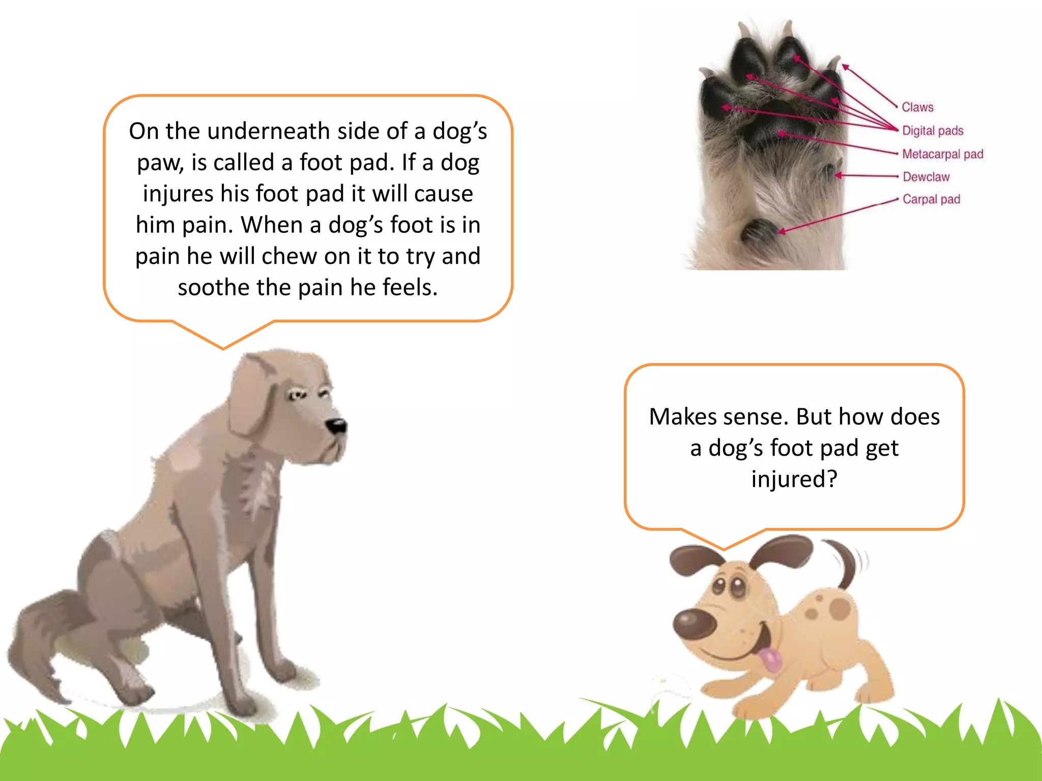 Why Does My Dog Chew On His Feet